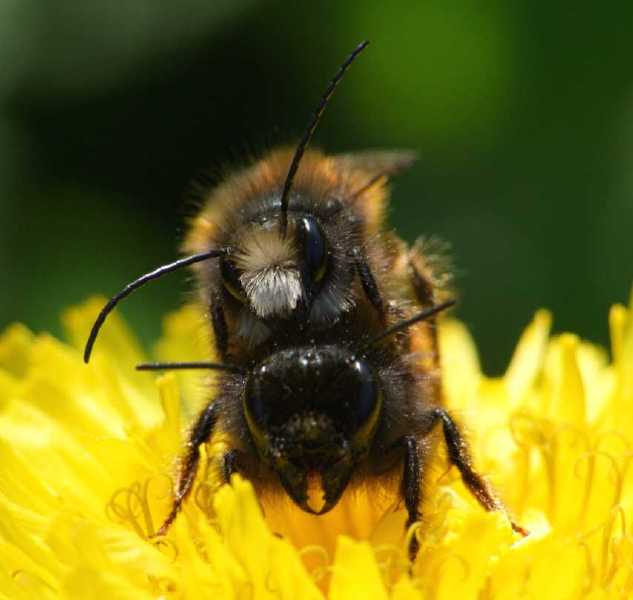 osmia_cornuta_copula_2.jpg