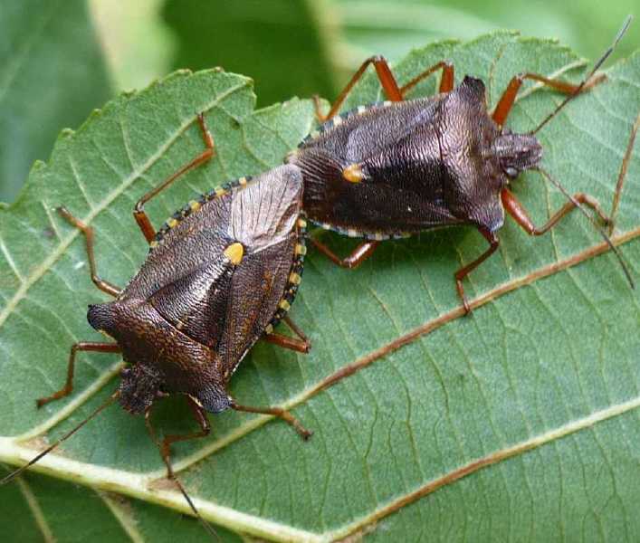 pentatoma_rufipes_copula.jpg