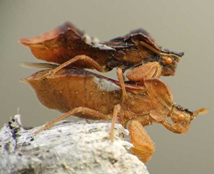 phymata_crassipes_copula.jpg