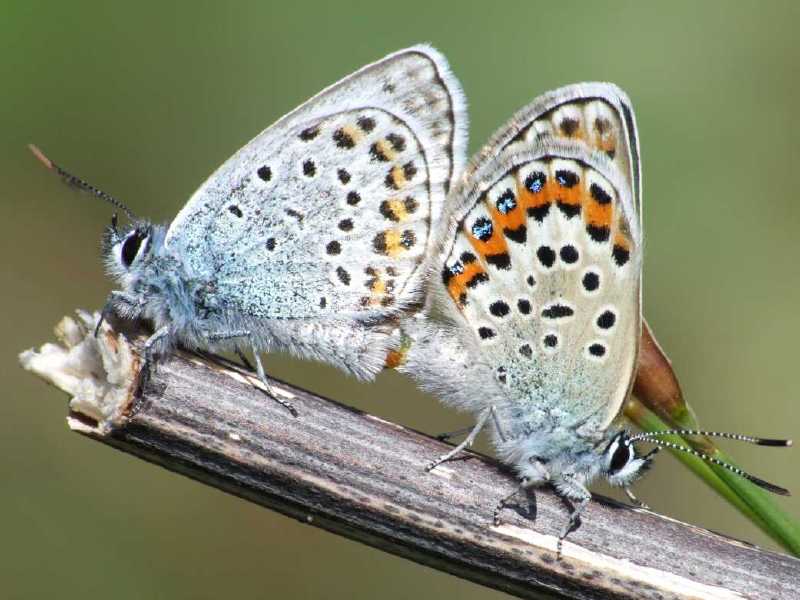 plebejus_argus_copula.jpg