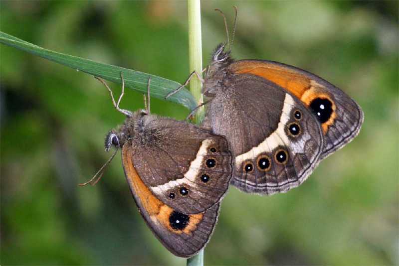 pyronia_bathseba_copula.jpg