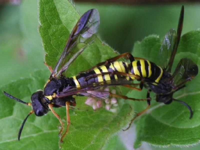 tenthredo_largiflavacopula.jpg