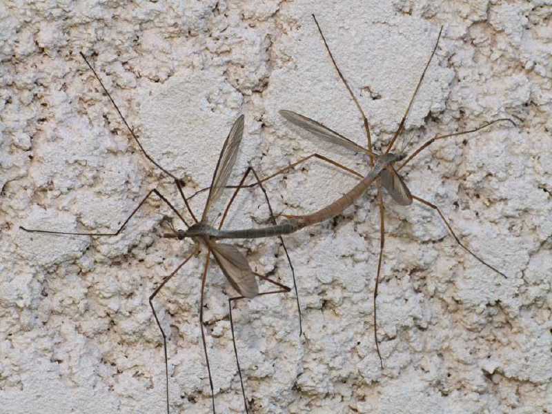 tipiula_oleracea_copula.jpg