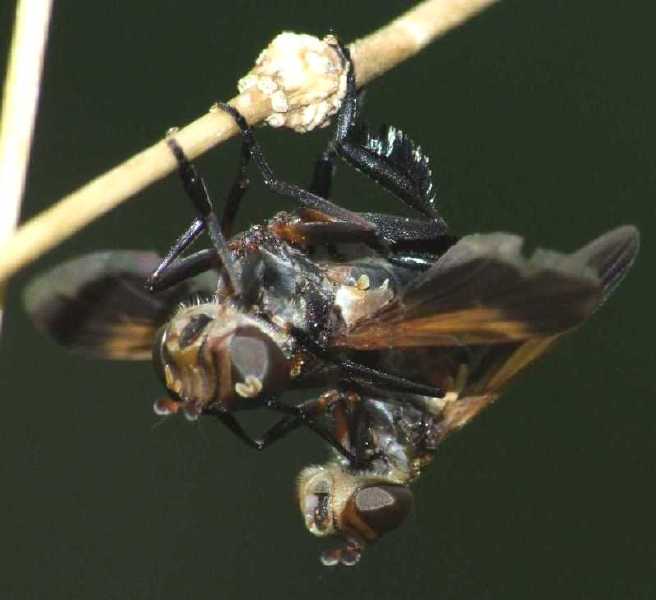 trichopoda_pennipes_copula.jpg