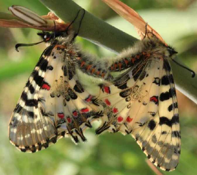 zerynthia_cerisyi_copula.jpg