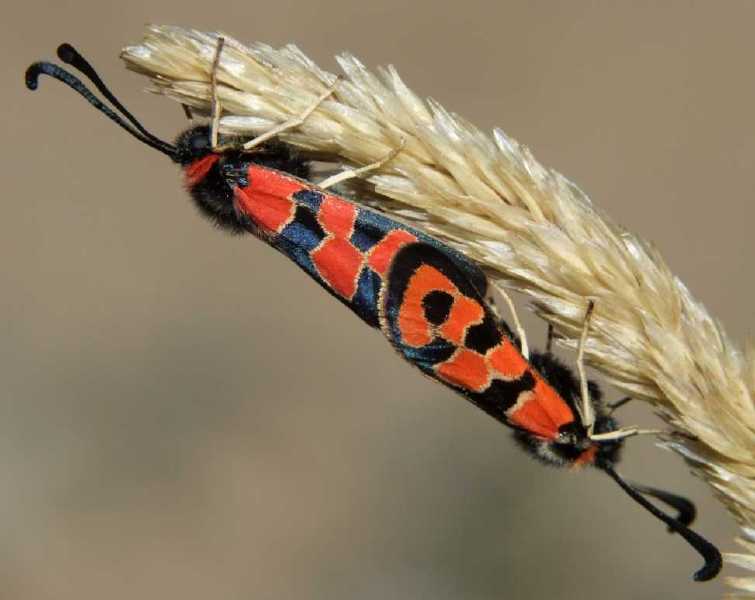 zygaena_fausta_copula.jpg