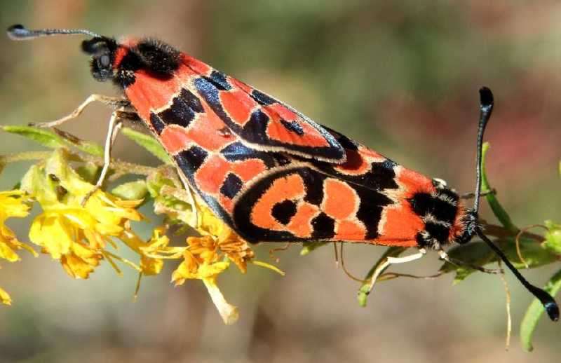 zygaena_fausta_copula_1.jpg