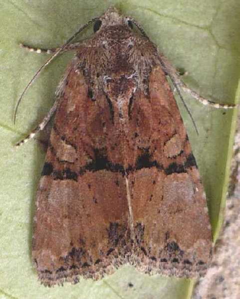 mesoligia_furuncula__13_.jpg