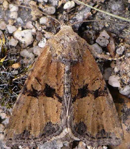 mesoligia_furuncula__18_.jpg