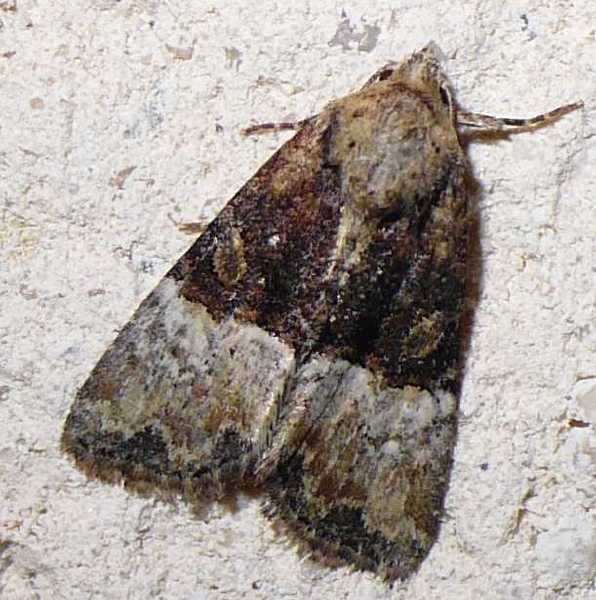 mesoligia_furuncula__2__1.jpg