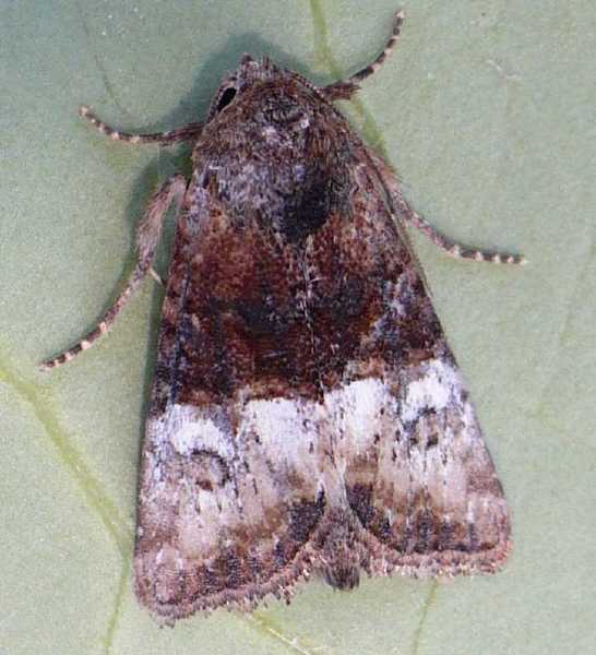 mesoligia_furuncula__4_.jpg