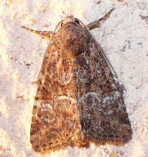 mesoligia_furuncula__9_.jpg