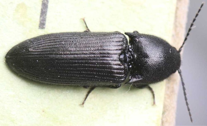 ampedus_scrofa.jpg