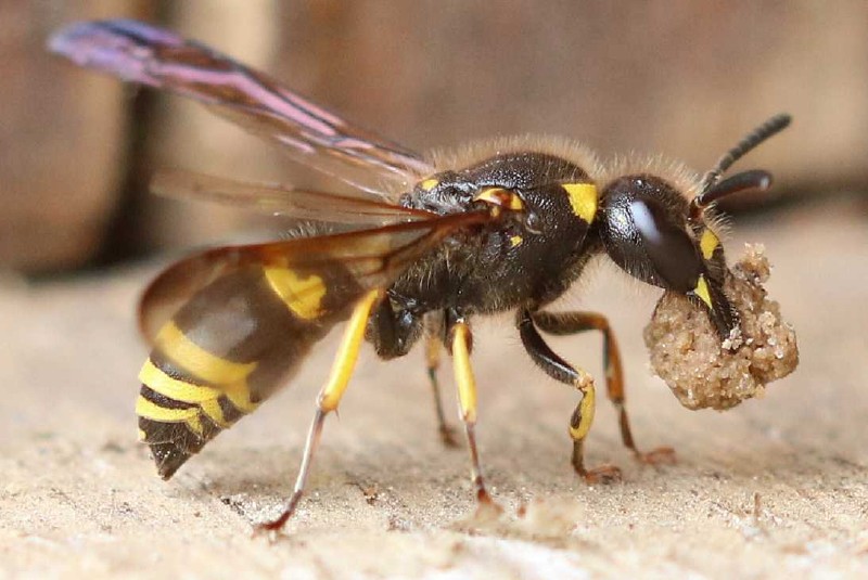 ancistrocerus_antilope_femelle.jpg