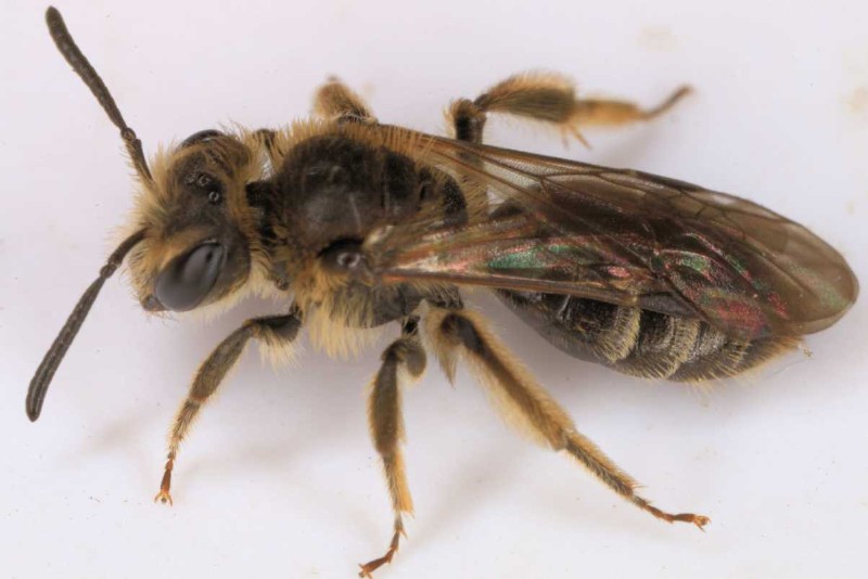 andrena_dorsata.jpg