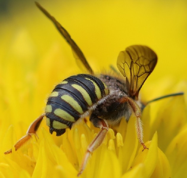 anthidium_oblongatum_male_1.jpg