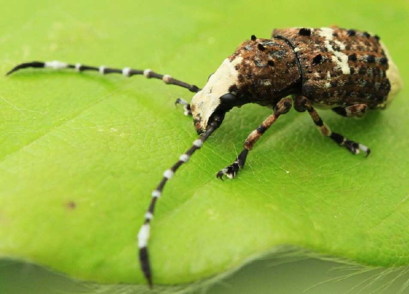 anthribus_albinus.jpg
