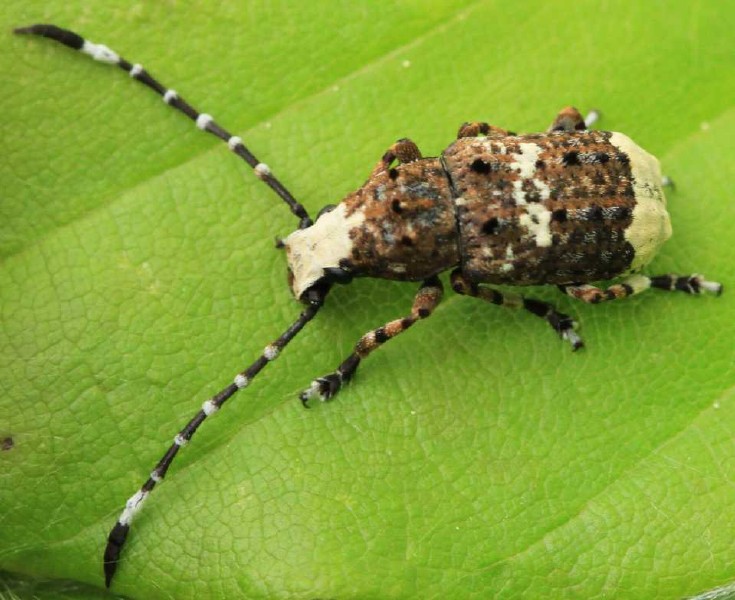 anthribus_albinus_1.jpg