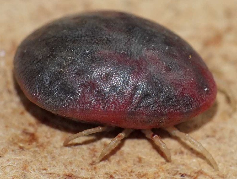 argas_reflexus_dorsal.jpg