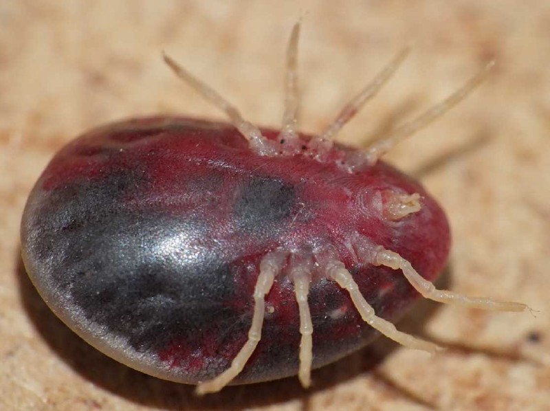 argas_reflexus_ventral_1.jpg