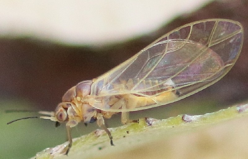 bactericera_albiventris.jpg