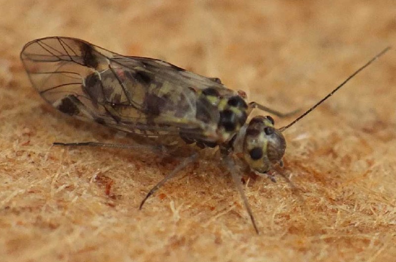 blaste_quadrimaculata_femelle.jpg