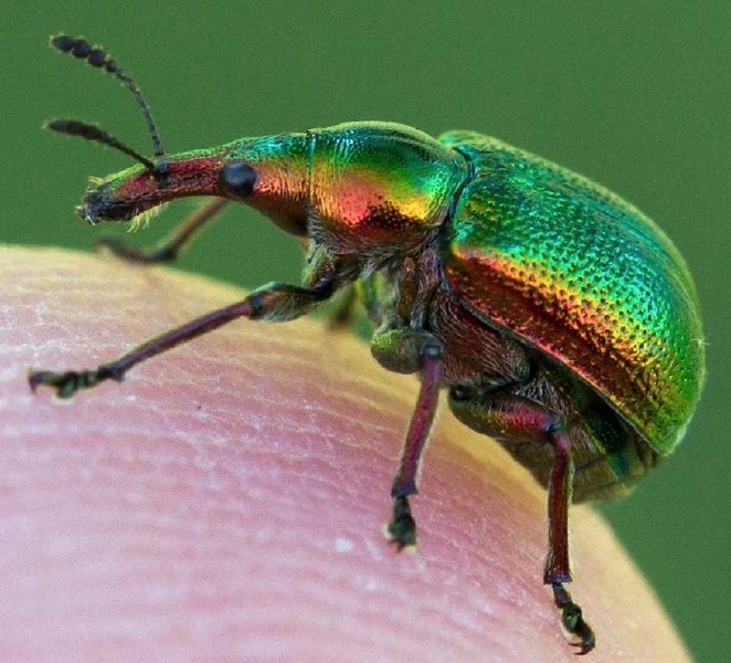 bytiscus_populi.jpg