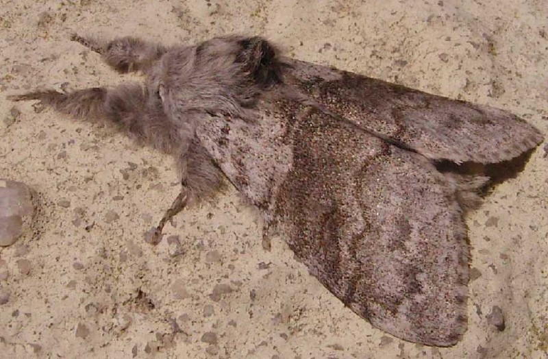 calliteara_pudibunda.jpg