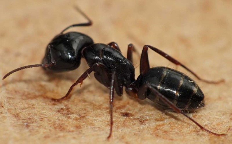camponotus_fallax_ouvriere.jpg