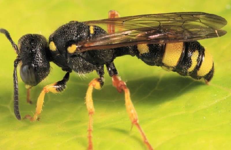 cerceris_rybiensis_femelle_1.jpg