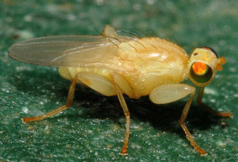 chyromya_femorellum_flava.jpg