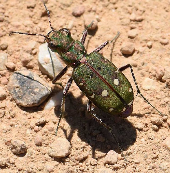 cicindela_maroccana_ssp__pseudomaroccana.jpg