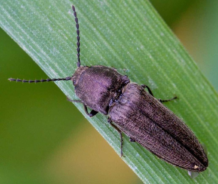 cidnopus_pilosus.jpg