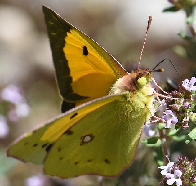 colias_croceus.jpg
