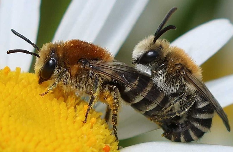 colletes_daviesanus_fodiens_copula.jpg