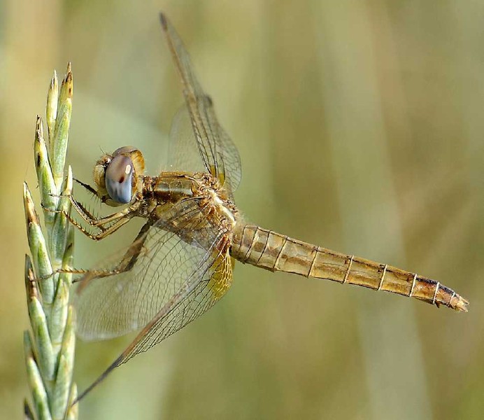 crocothemis_erythrea_femelle.jpg