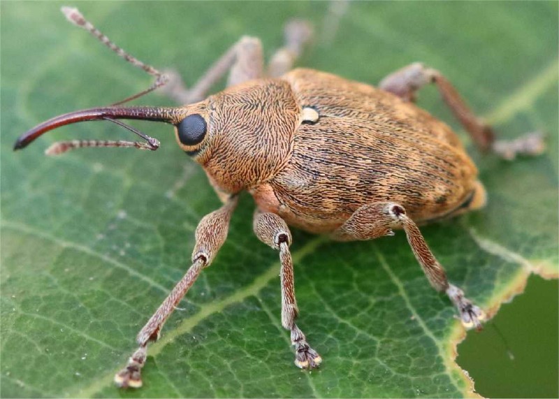 curculio_glandium_male.jpg