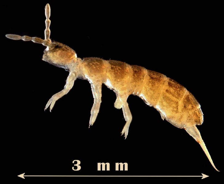 desoria_sp.jpg