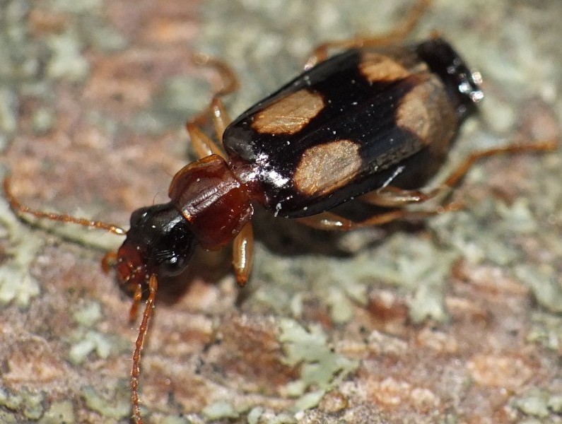 dromius_quadrimaculatus.jpg