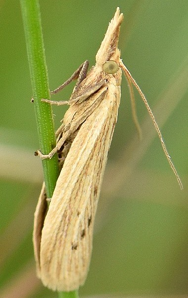 ematheudes_punctella.jpg