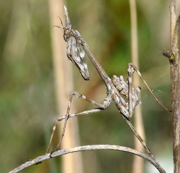 empusa_pennata_diablotin_femelle.jpg