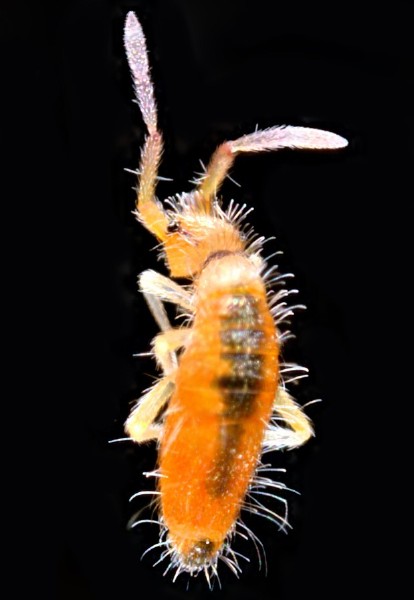 entomobrya_atrocincta_dorsal.jpg
