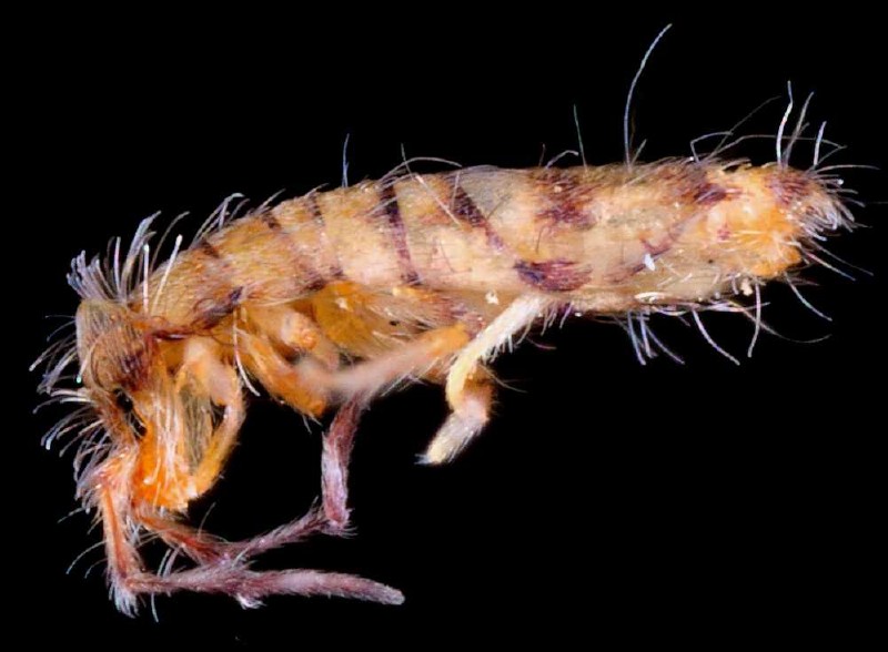 entomobrya_multifasciata_1.jpg