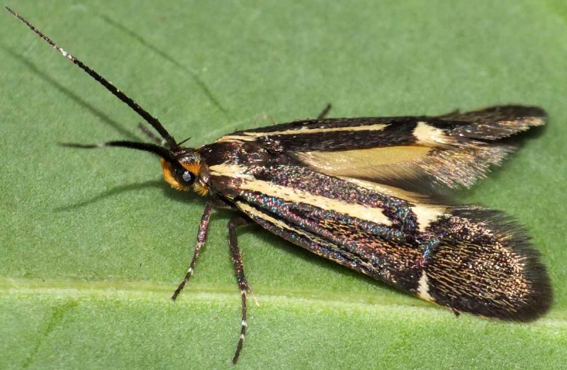 esperia_sulphurella_3.jpg