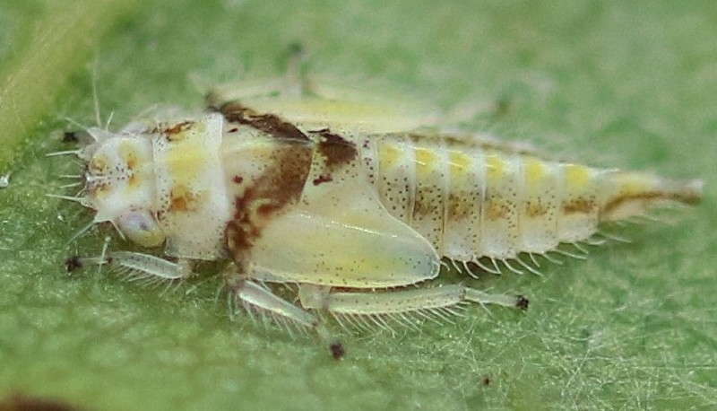 eurhadina_sp_nymphe.jpg