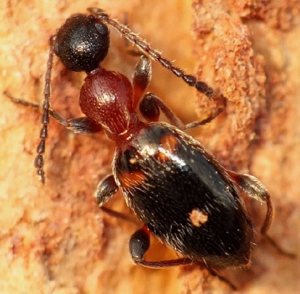 formicomus_pedestris___copie.jpg