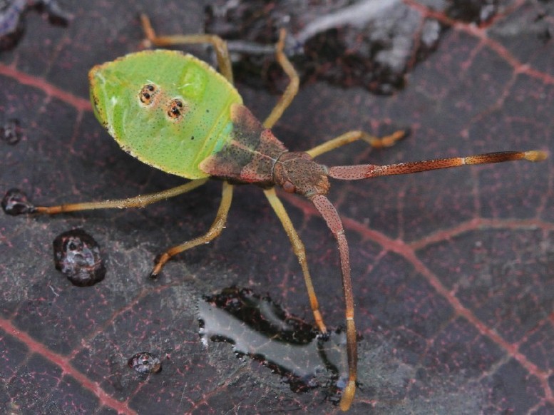 gonocerus_sp_larve.jpg