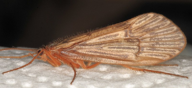 halesus_radiatus.jpg