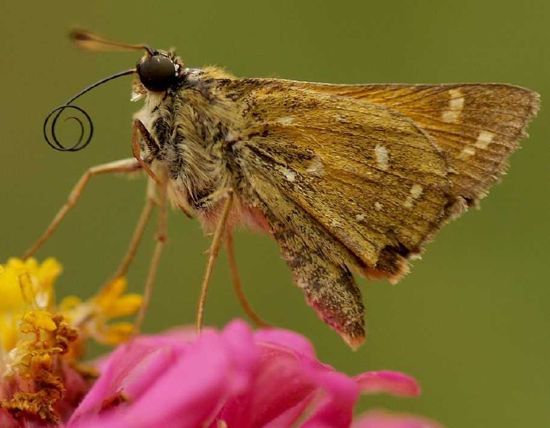 hesperia_comma_male.jpg