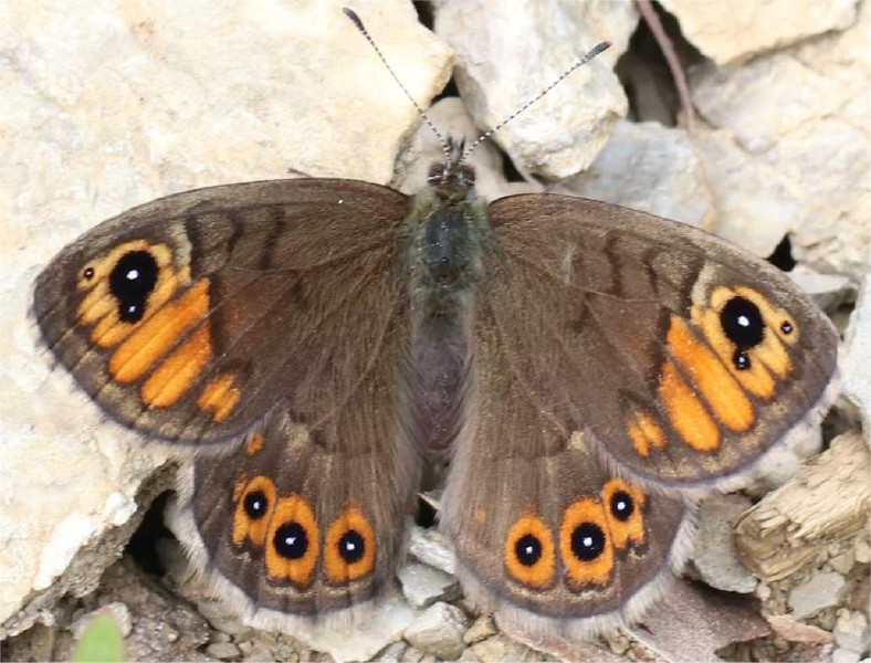 lasiommata_petropolitana.jpg